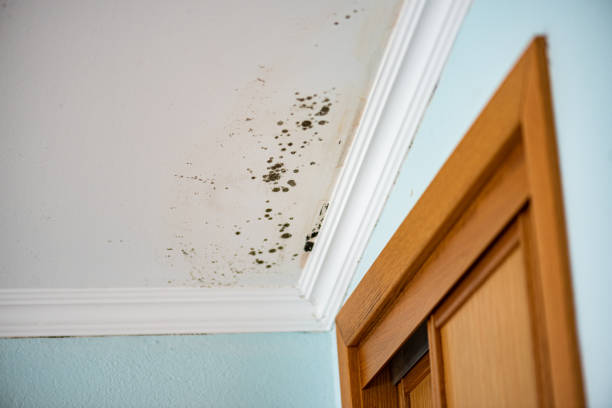 Best Commercial Mold Removal  in Mogadore, OH