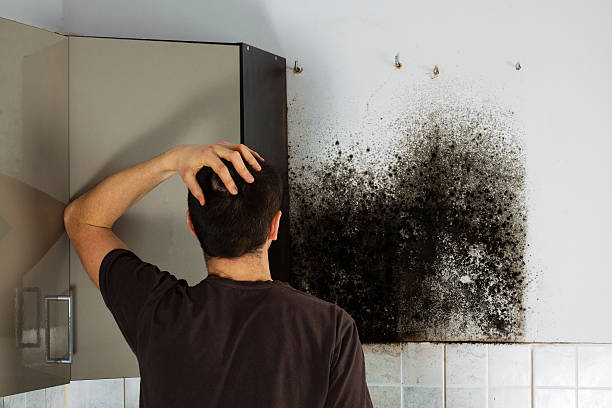 Best Black Mold Removal  in Mogadore, OH