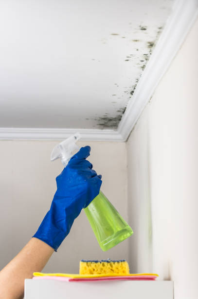Best Attic Mold Removal  in Mogadore, OH